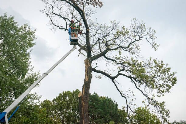 Reliable Wahneta, FL Tree Care  Solutions